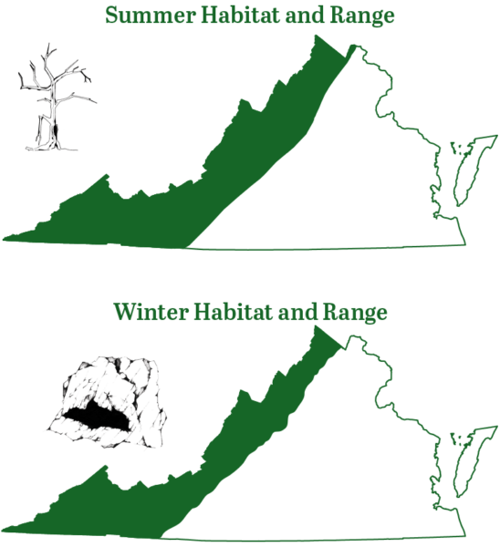 El murciélago de Indiana se encuentra en las regiones montañosas de Virginia