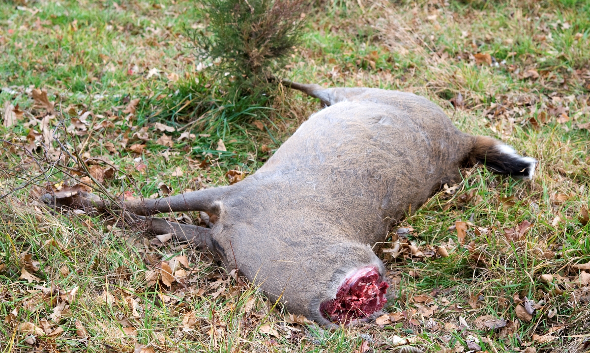 Una imagen de un ciervo de cola blanca... Falta la cabeza; El cazador furtivo solo había querido la cabeza y así dejó el resto del cuerpo.