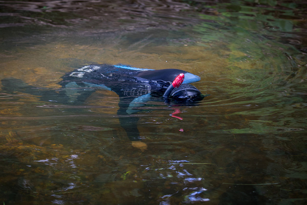 Una imagen de uno de los empleados de DWR recogiendo mejillones del fondo del río