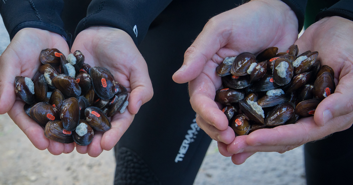 Una imagen de dos personas sosteniendo puñados de mejillones marcados cerca de un río