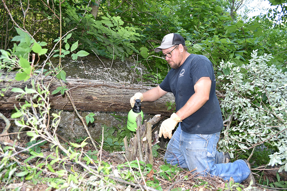 Un hombre aplicando un producto químico de una botella de spray verde a trozos de aceituna de otoño que acaban de ser cortados.