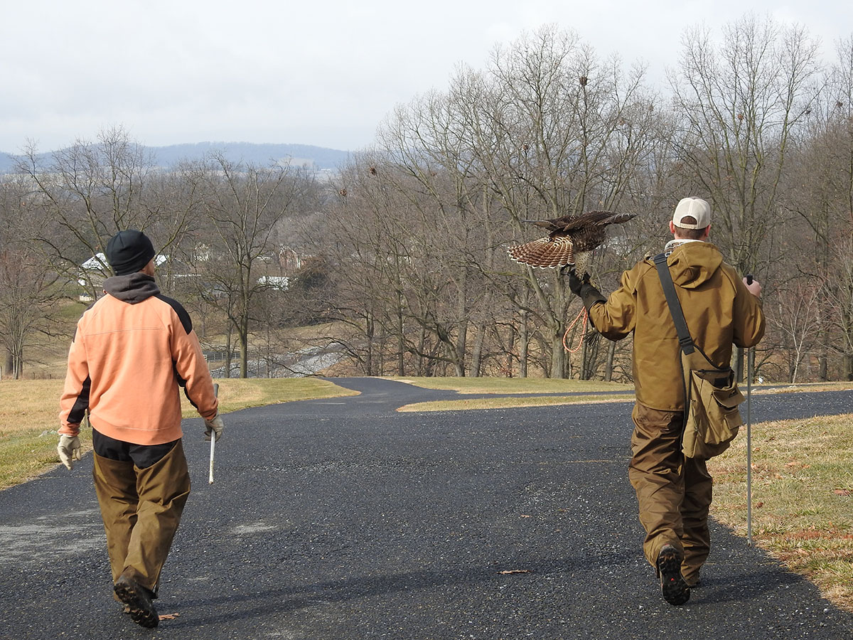 Un cetrero con un halcón de cola roja juvenil y un compañero cetrero que se dispone a una sesión de caza