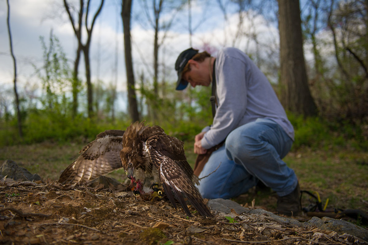 Un halcón de cola roja y sus presas atrapadas