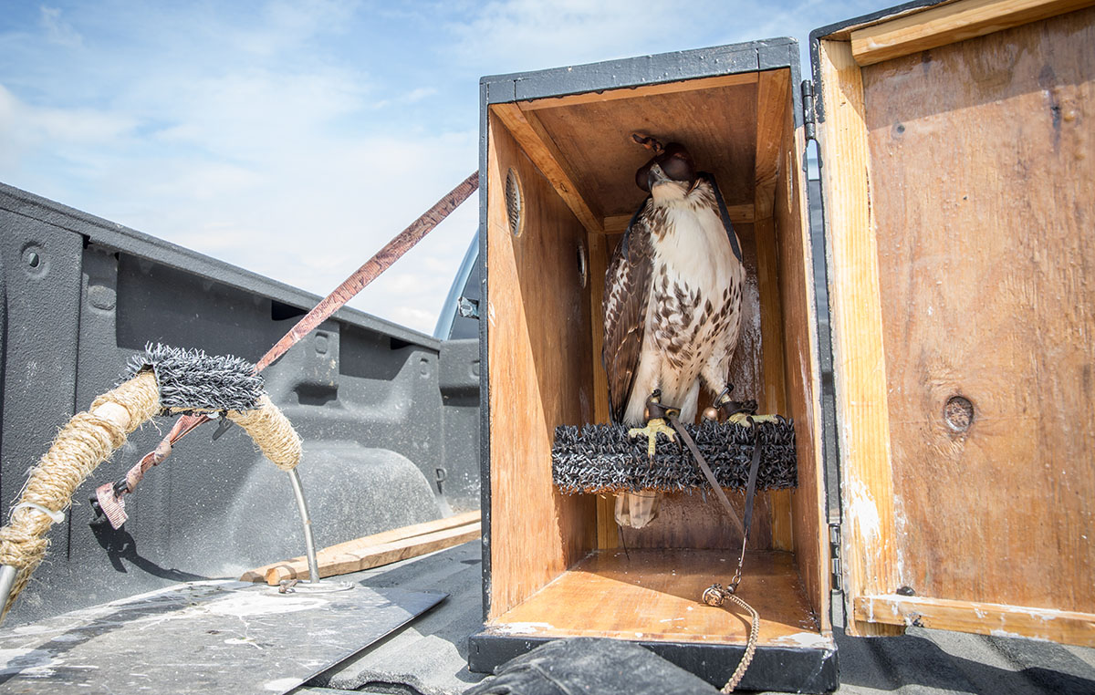 Las aves se transportan en cajas compactas y cerradas llamadas capuchas gigantes.