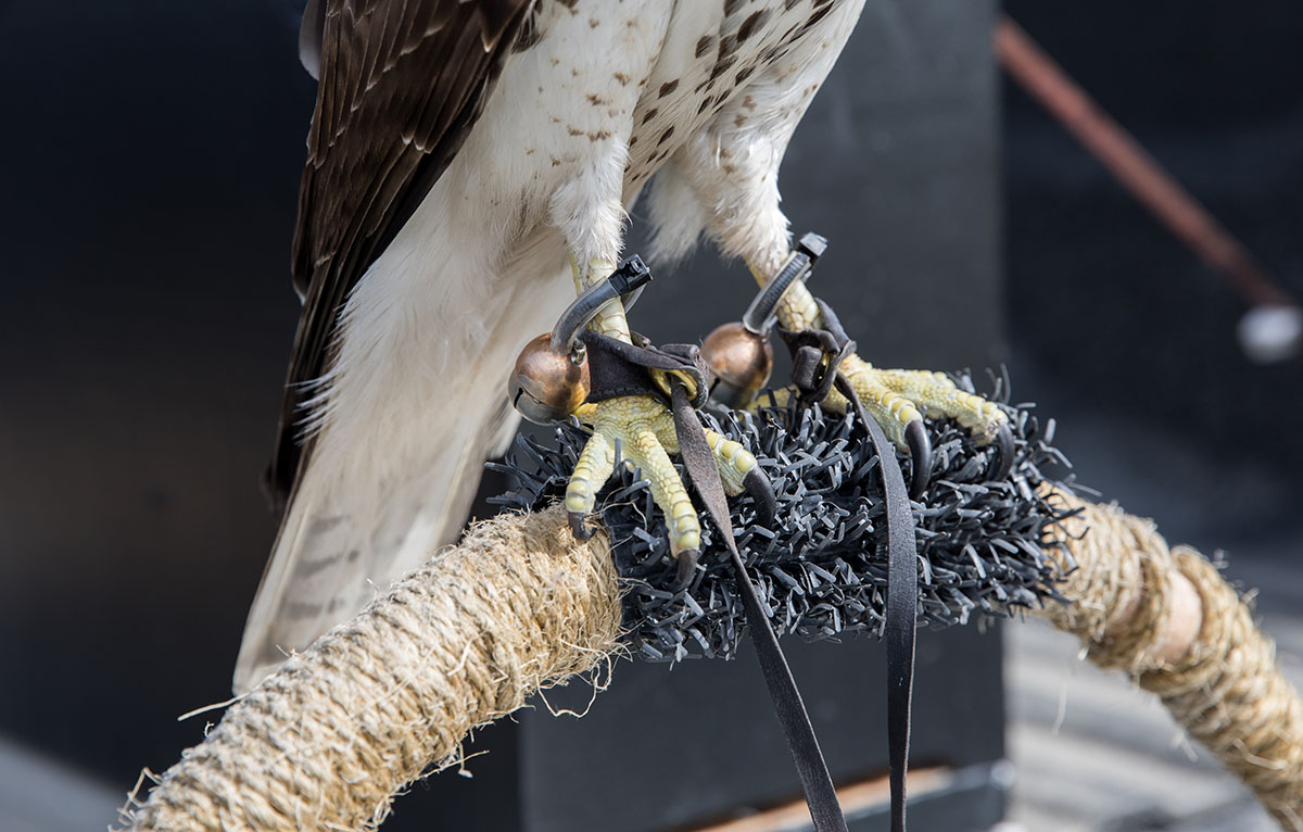Un pájaro usa tobilleras de cuero llamadas bewits y también tiene cascabeles adjuntos a ellas. Los Jesses están unidos a las tobilleras. 
