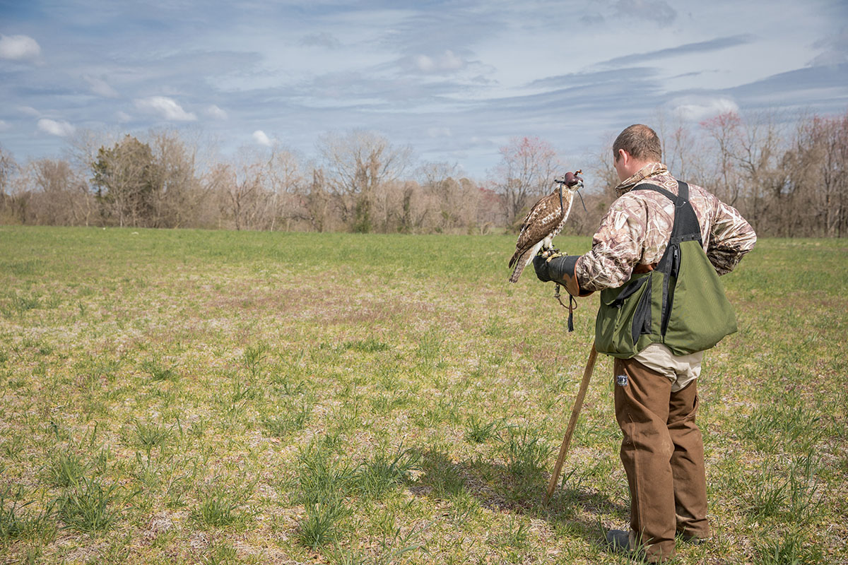 El cetrero se prepara para quitar la capucha del ave antes de soltarla a cazar.