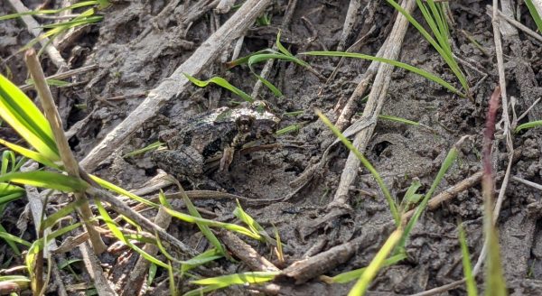 Una imagen de una rana grillo en un charco de barro