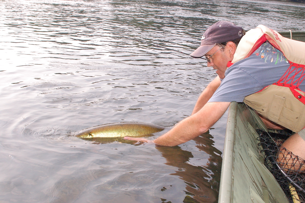 Una imagen de un biólogo liberando un gran pez en el agua desde su posición en un bote verde