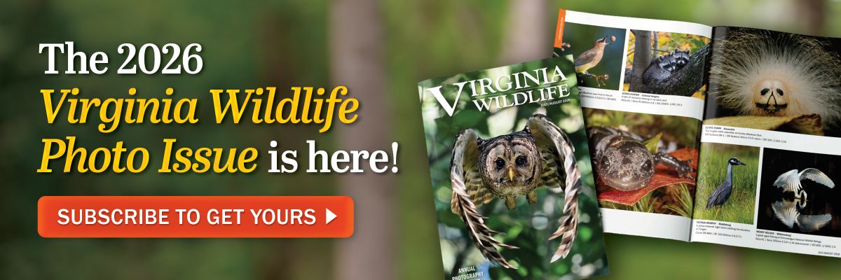 ¡Ya está aquí el número especial de fotografía de la fauna de Virginia 2026 ! Suscríbete para recibir la tuya hoy mismo.