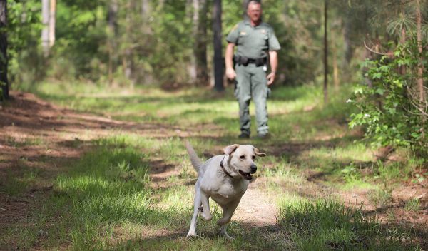 K9 Scout corriendo por el bosque