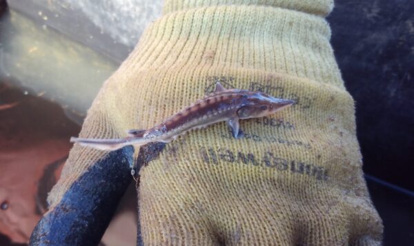 Un pequeño esturión marrón joven, de unos 3 pulgadas, en el dorso de una mano enguantada de tela.