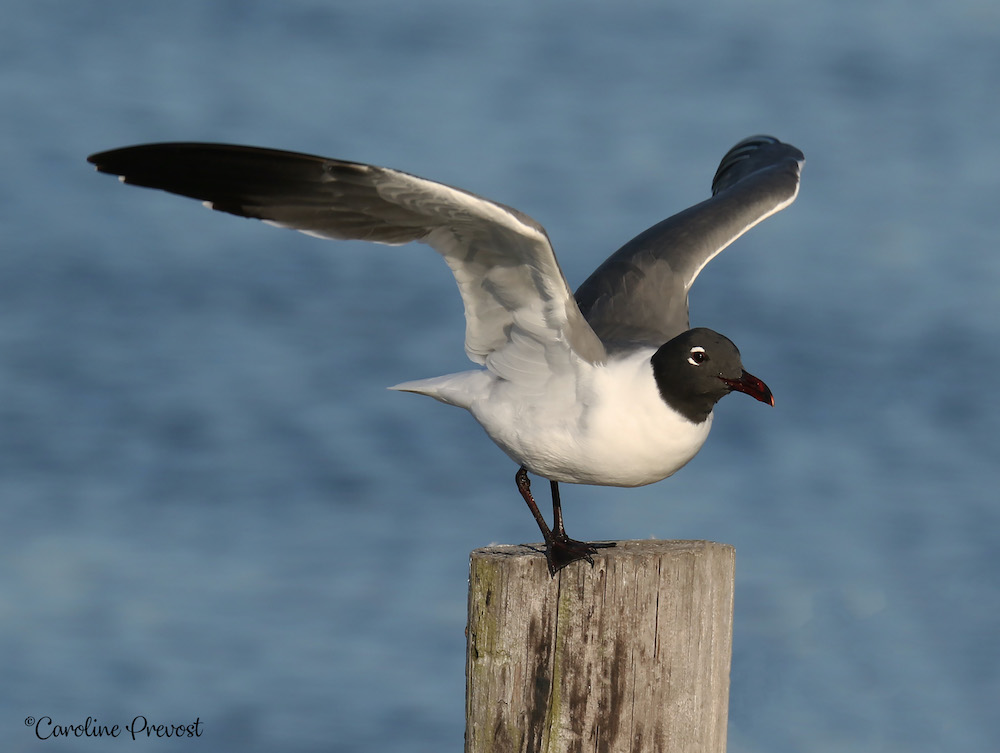 Una imagen de una gaviota risueña; un gran pájaro blanco con cabeza y alas negras de pie sobre un poste de madera