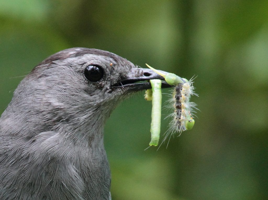 Una imagen de un pájaro gato gris que tiene un pico lleno de orugas