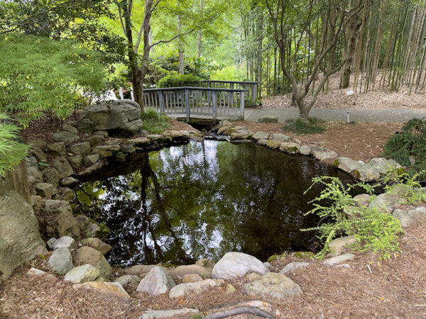 El Valle Asiático es un espacio tranquilo y meditativo. Los towhees orientales se pueden escuchar detrás del bosque de bambú. Crédito de la foto: Lisa Mease