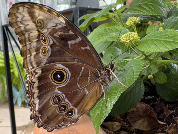 No hay necesidad de viajar a México para ver un morpho común (o azul) y muchas otras hermosas mariposas y polillas durante Butterflies LIVE! Crédito de la foto: Lisa Mease