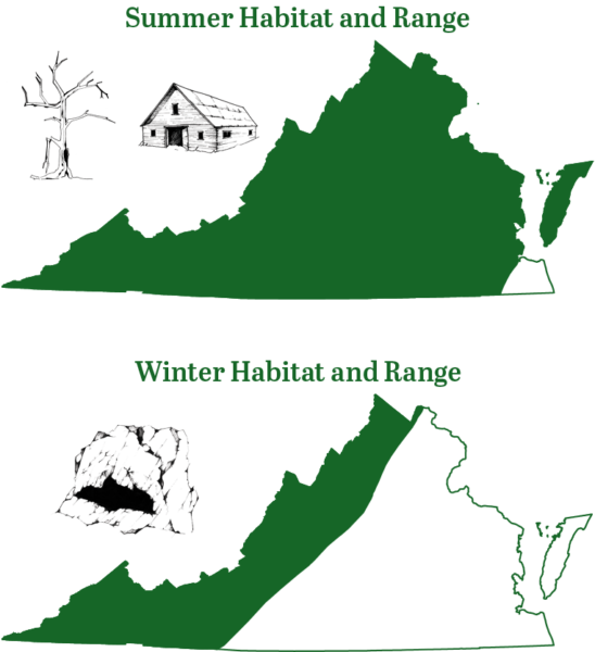 El pequeño murciélago marrón se encuentra en toda Virginia en el verano; durante el invierno migrarán tierra adentro a las cadenas montañosas del oeste de Virginia