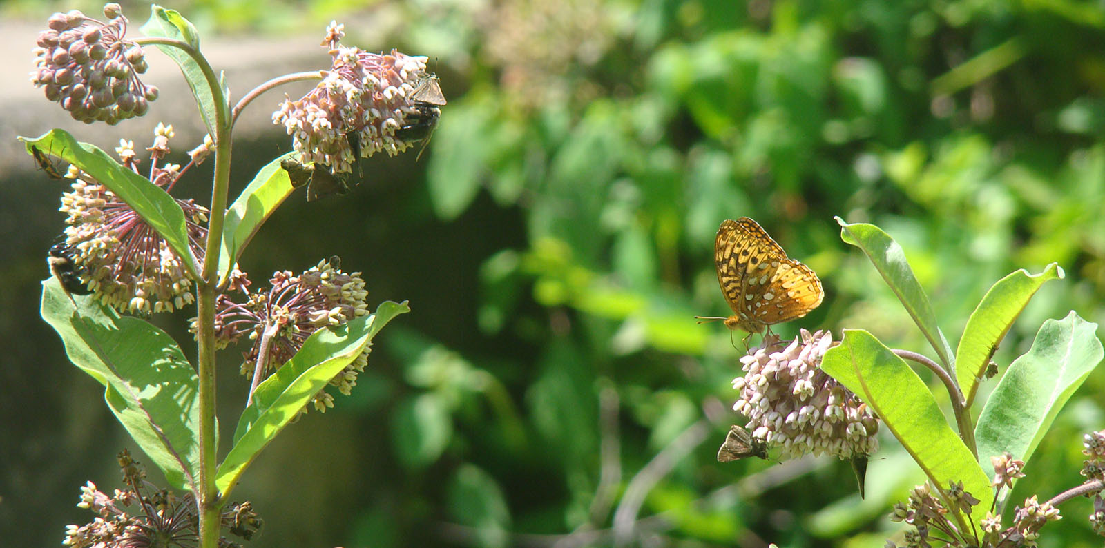 Una foto de una gran mariposa amarilla en una flor, con muchas mariposas más pequeñas y marrones en las flores junto a ella.