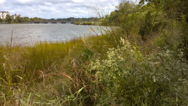 Una imagen de una costa bordeada de vegetación para evitar la erosión