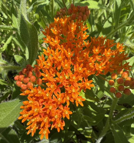 Una foto de una planta en flor con muchas flores pequeñas de azahar.