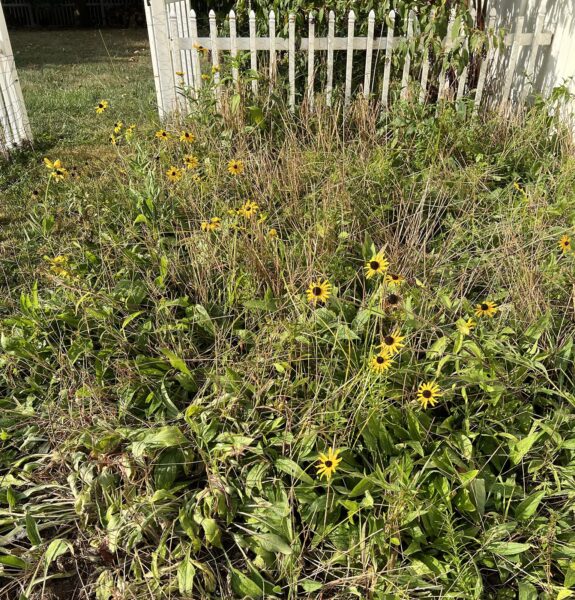 Una foto de un jardín con algunas Susans de ojos negros floreciendo.