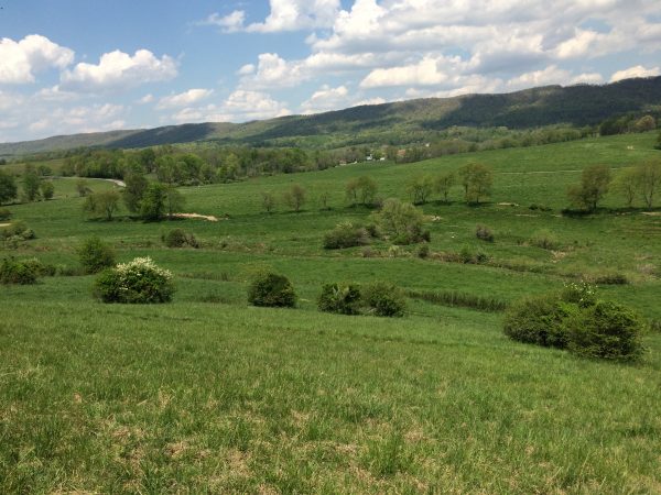 La imagen de un prado; Territorio ideal del alcaudón boba