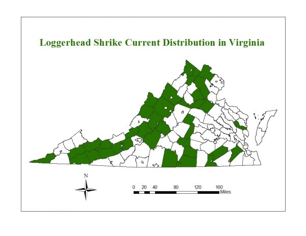 El alcaudón boba es una especie amenazada que se encuentra en poblaciones dispersas por todo Virginia