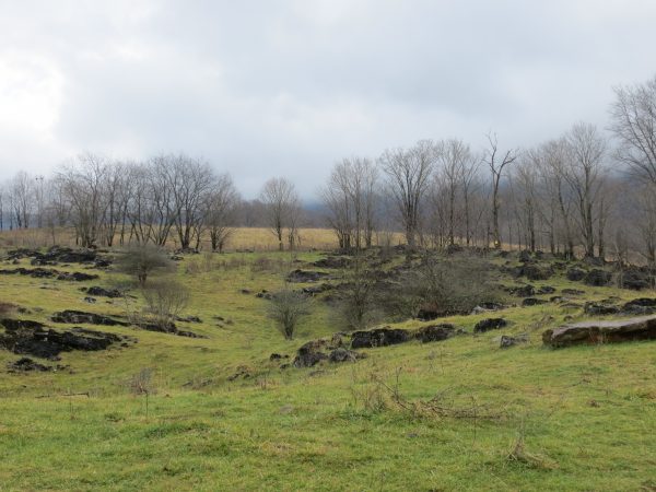 Una imagen de otra pradera con árboles escasos; También es un territorio ideal para el alcaudón boba