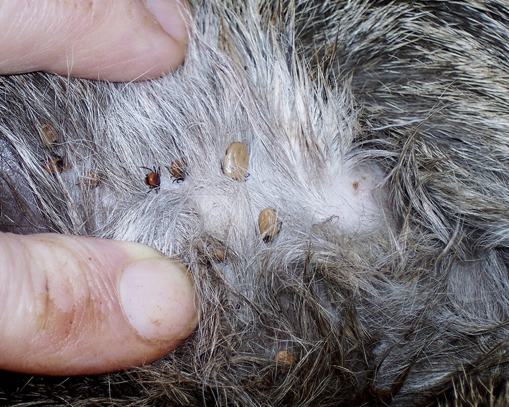 Una imagen de un ciervo de cola blanca con más de 1000 garrapatas escondidas en su pelaje