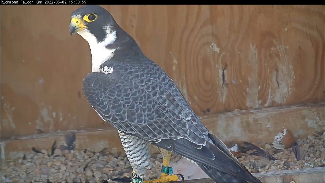 Una imagen del macho que visita con menos frecuencia, pero que también participa en la crianza de los polluelos.