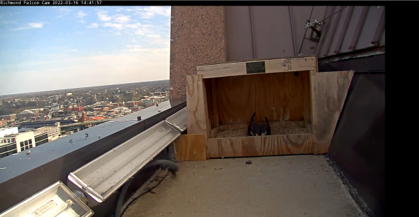 La hembra de halcón peregrino mantiene el raspado