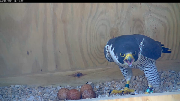 Macho con cuatro huevos