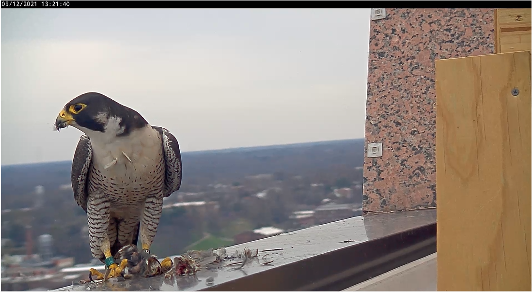 Halcón macho alimentándose de un gorrión cantor recientemente asesinado