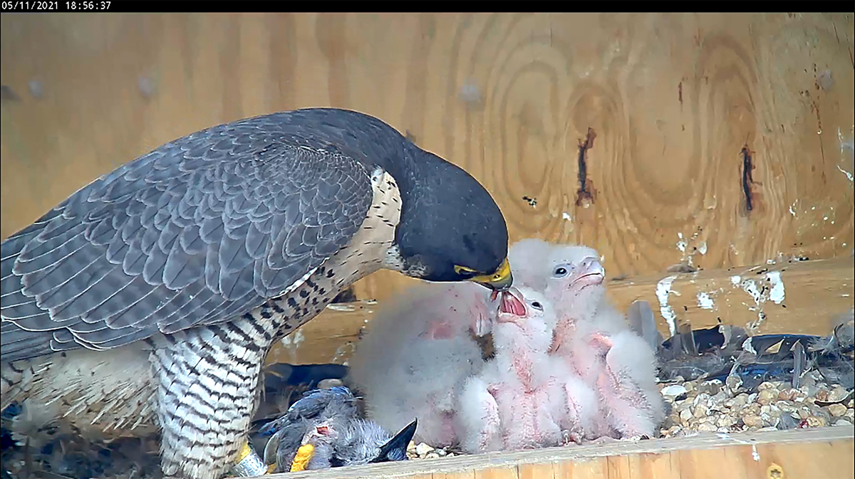 Un halcón peregrino alimentando a sus cuatro polluelos de arrendajo azul