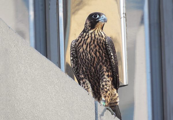Hembra juvenil de halcón peregrino caminando a lo largo de la barandilla de una torre a una cuadra al este del edificio Riverfront Plaza (ubicación de la caja nido). Foto de Jessica Ruthenberg.