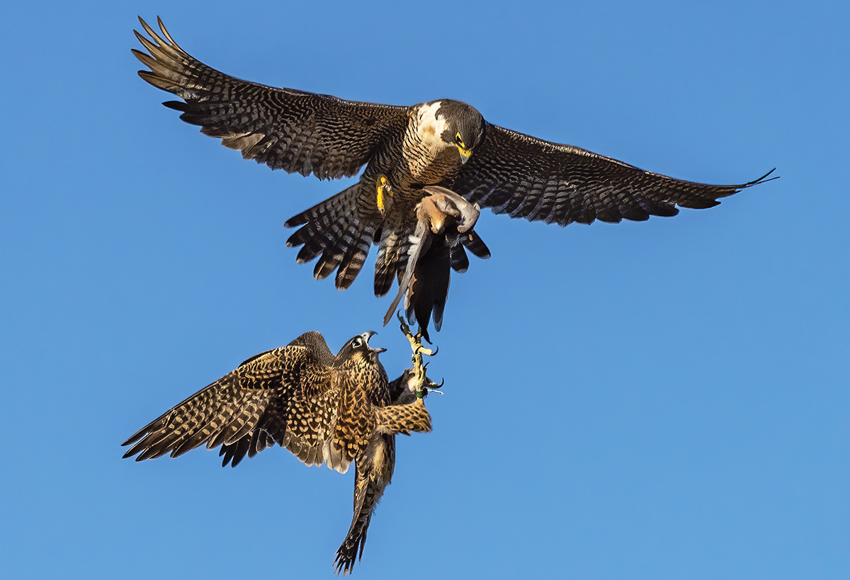 Un halcón peregrino padre realizando un intercambio aéreo de presas para alimentar a sus crías, una paloma de luto