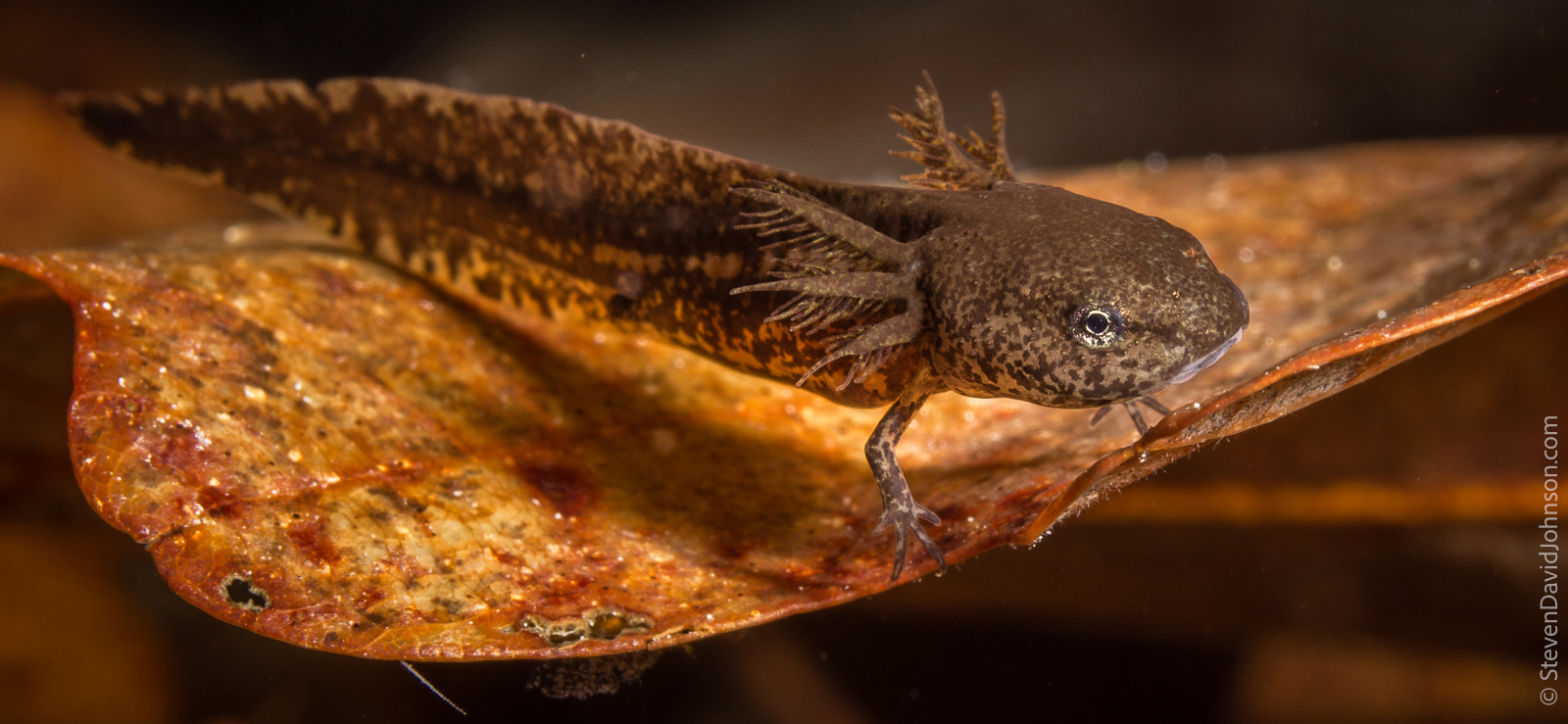 Una foto de una larva de salamandra marmoleada con solo dos patas y una cola y aletas extendidas flotando en el agua sobre una hoja.