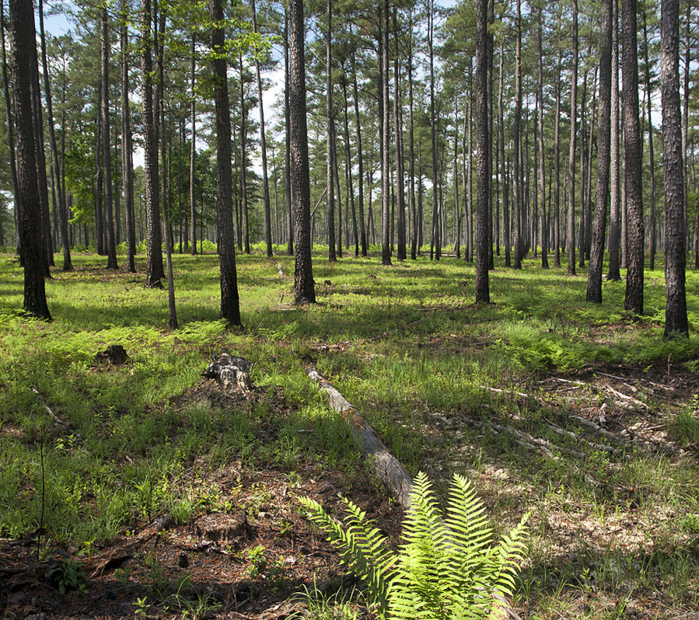 Big Woods WMA comienza su renovación después de una quema prescrita.