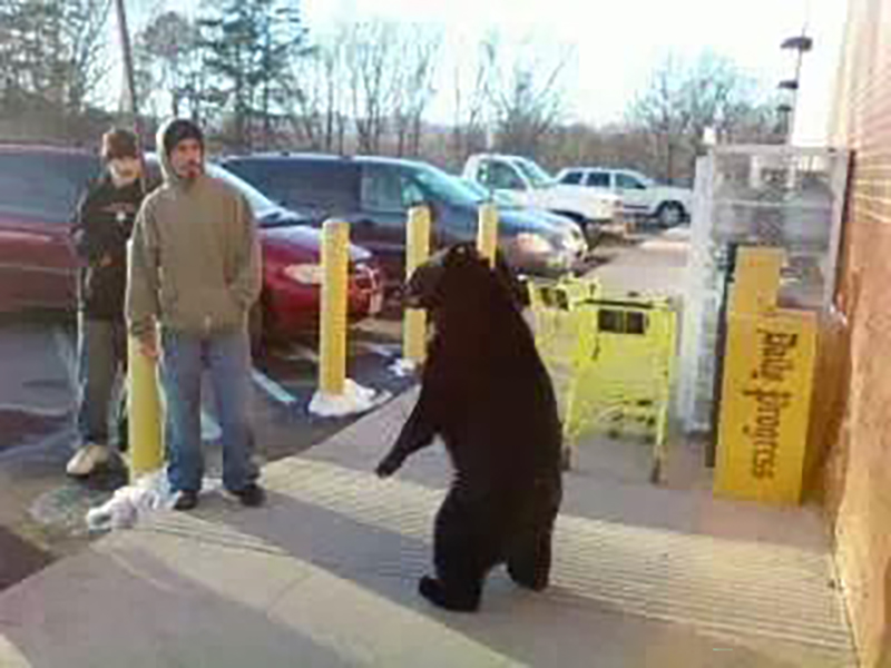 Una foto de un oso negro parado sobre sus patas traseras afuera de una tienda, con dos personas caminando muy cerca de él. 