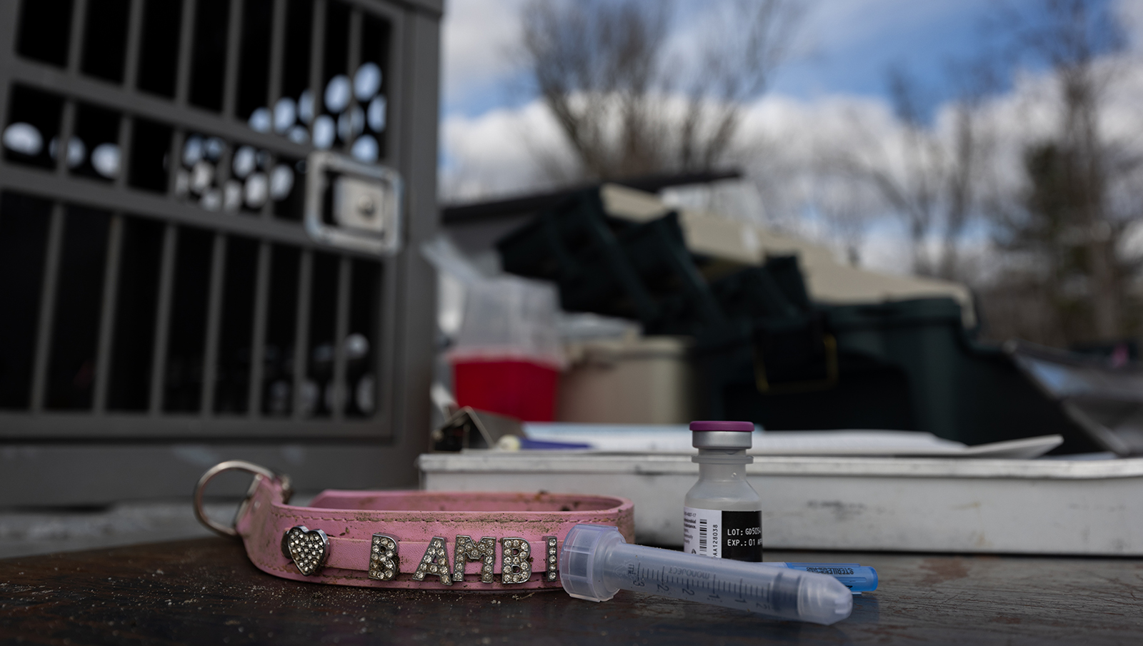 Una foto de un collar rosa con letras Bambi sentado en la puerta trasera de un camión junto a una jeringa y un frasco de medicamento. 
