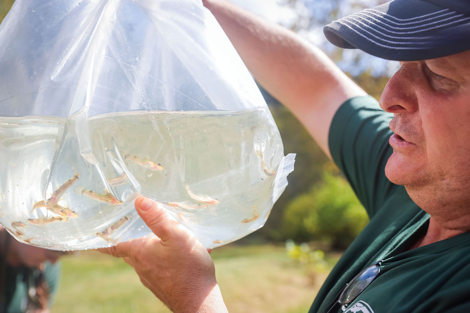 Una foto de un hombre con un uniforme de DWR sosteniendo una bolsa de plástico llena de agua y peces juveniles.