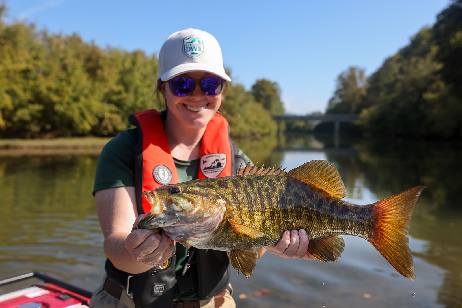Una foto de una mujer con uniforme DWR y chaleco salvavidas en la proa de un bote sosteniendo una gran lubina de boca pequeña con el río al fondo.