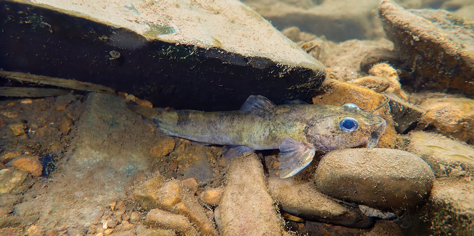 Una foto submarina de un pequeño pez amarillo rayado medio escondido debajo de una roca.