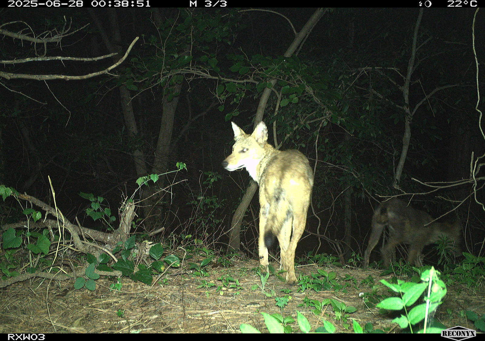 Una foto de un coyote con una cámara de rastro.