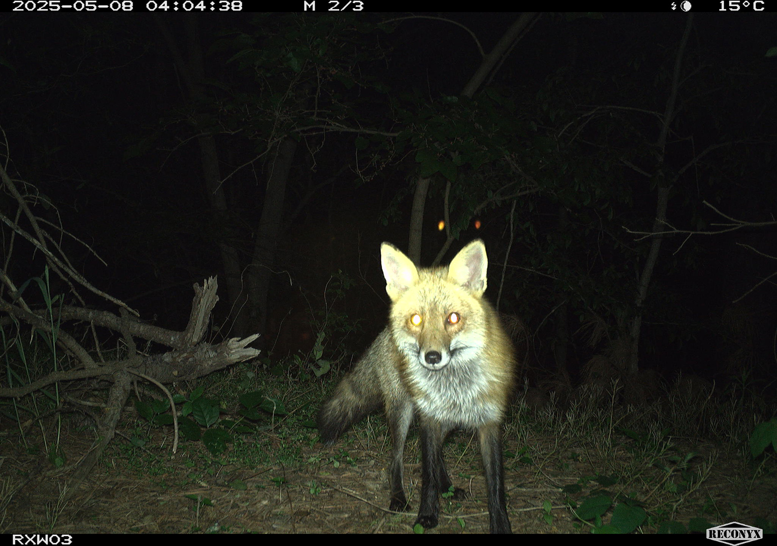 Una foto de una cámara de rastreo de un zorro rojo.