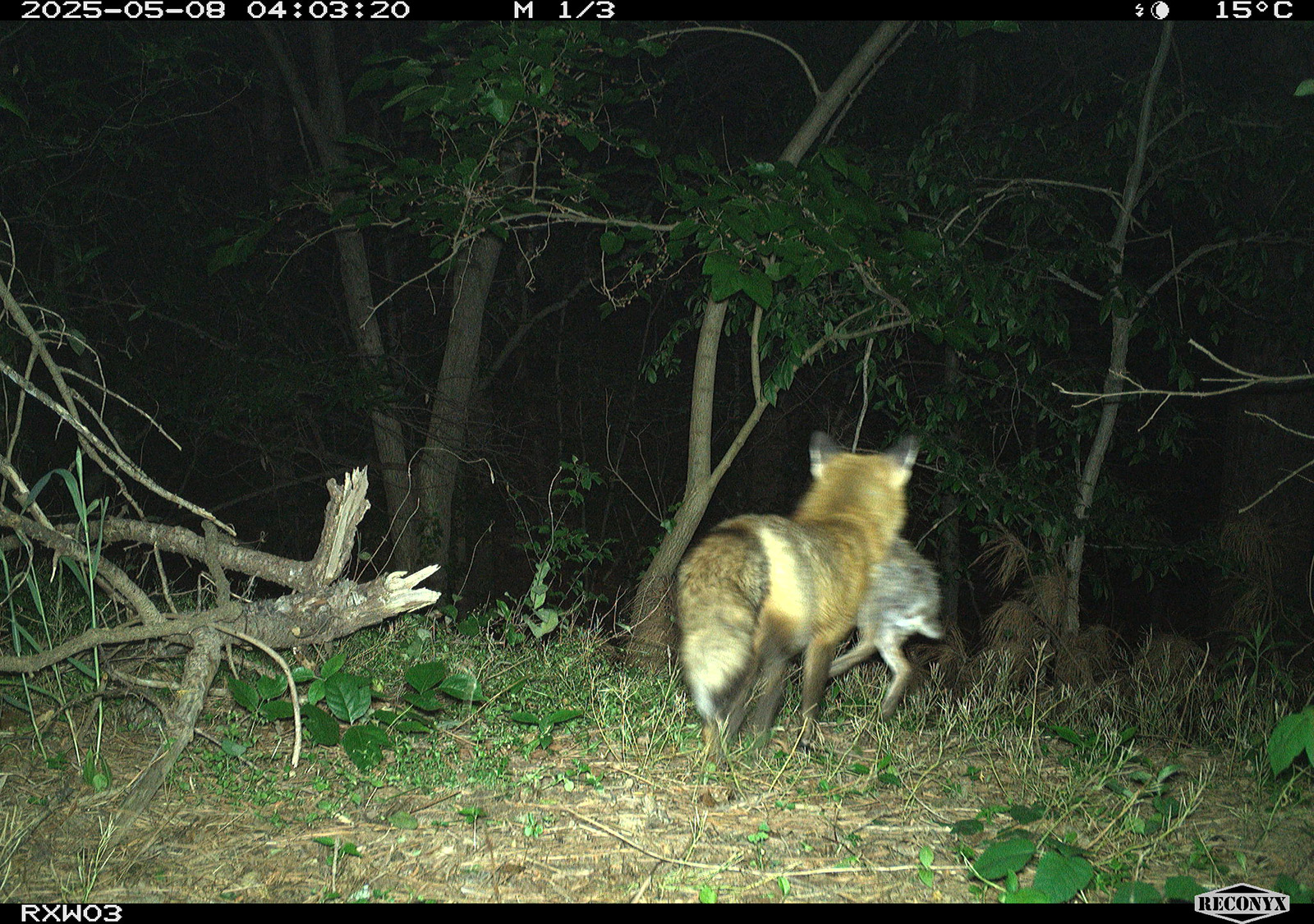 Una foto de una cámara de rastreo de un zorro rojo trotando con un conejo de cola de algodón en la boca.