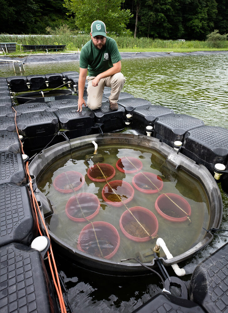 Una imagen del coordinador de recuperación de mejillones del DWR inspeccionando los mejillones que se cultivan dentro de las tinas del sistema de surgencia del AWCC