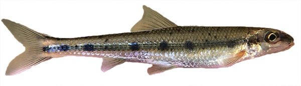 Una imagen de un pez de lomo de olivo con manchas negras a lo largo de su flanco conocido como el cacho manchado, que es un pez huésped del mejillón cara de mono de los Apalaches