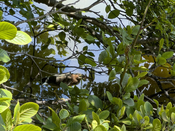 Una garza verde se esconde en un árbol junto a un estanque. Crédito de la foto: Lisa Mease