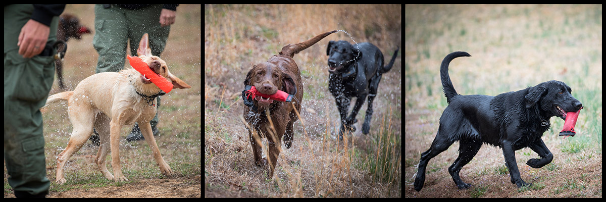 Un montaje de los oficiales de K9 y sus juguetes