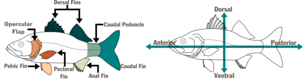 Un diagrama de lubina con dos peces ilustrados. El primero nombra primero las aletas (colgajo opercular, aletas dorsales, pedúnculo caudal, aleta pélvica, aleta pectoral, aleta anal y aleta caudal). El segundo nombra las secciones del pez con flechas verticales y horizontales que muestran las áreas dorsal, ventral, posterior y anterior.